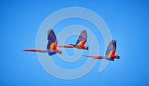 Vibrant scene of three parrots flying against a blue sky