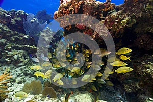 Vibrant school of snapper in the florida Keys.