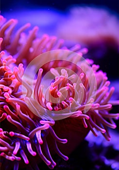Vibrant Sea Anemone Close-Up
