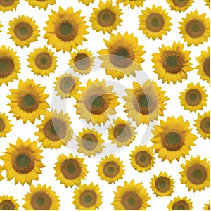 A vibrant seamless Sunflower pattern with bold, cheerful petals and bright yellow hues. photo