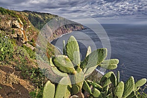 Vibrant seascape of cliff coast of Farol da Ponta do Pargo, Madeira island with succulents in blossom. Madeira landscape