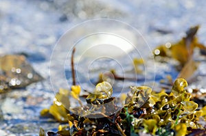 Vibrant seaweed on sunny sea shore