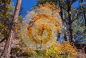 Vibrant Sedona Fall Scenery Along West Fork Trail in Sedona