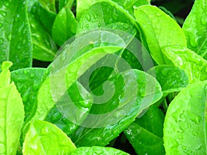 Vibrant shiny green leaves covered with water rain dew drops.