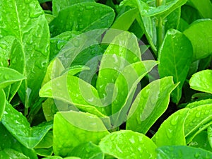 Vibrant shiny green leaves covered with water rain dew drops.