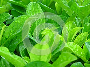 Vibrant shiny vivid green leaves covered with water rain dew drops. Close up view of green leaves background.