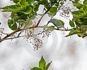 Vibrant small blue-throated barbet perched on a branch of a lush green tree