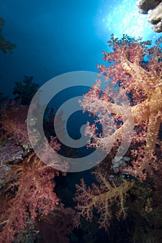 Vibrant soft coral