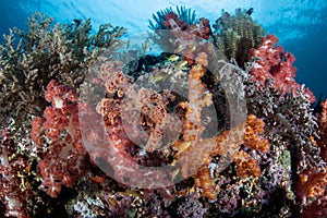 Vibrant Soft Corals and Healthy Reef in the Philippines