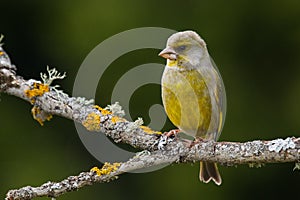 Vibrant songbird European Greenfinch, Chloris chloris perched on an old branch in Estonian boreal forest.