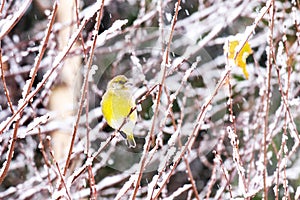 Vibrant songbird European Greenfinch, Chloris chloris perching on a snowy branch during a slushy winter day in Estonian nature.