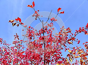 Vibrant spindle tree with masses of pink fruit flaps and orange seeds