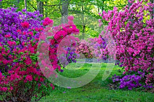 Vibrant Spring Flowering Azalea Bushes in an Outdoor Garden in Maryland