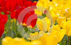 Vibrant Spring Flowers