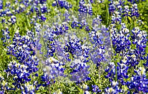 Vibrant Spring Flowers