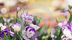 Vibrant spring garden with colorful blooming Lisianthus or Eustoma flowers i