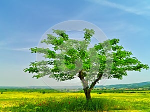 Vibrant spring image under day light. Yellow field, green tree, poppy and deep blue sky
