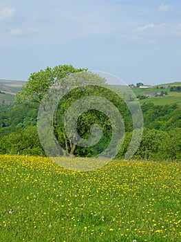 Vibrant spring meadow with large tree with yellow flowers and surrounding trees with hillside farmland and fields in yorkshire