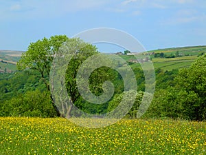 Vibrant spring meadow with yellow flowers and surrounding trees with hillside farmland and fields in yorkshire dales countryside