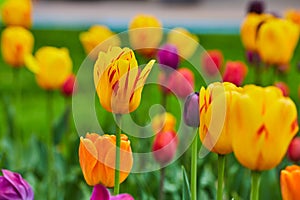 Vibrant spring tulip garden detail of flowers