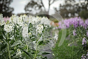 Vibrant stock cottage garden beds in full bloom, flower farm image