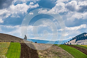 Vibrant, striped green agricultural field at springtime, dark dramatic stormclouds