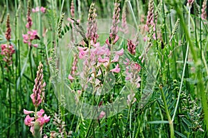 Vibrant summer meadow with pink flowers on a sunny day. Natural landscape in the summer time