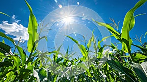 Vibrant summer plantation abstract with sunlit crops against clear sky for eco friendly ad