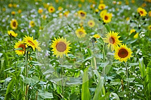 Vibrant Sunflower Field in Full Bloom, Eye-Level View