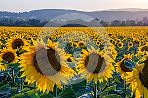 Vibrant sunflower field near Zvolen, Slovakia.