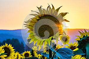 Vibrant sunflower in the field at sunset. Beautiful sunflower fields near Zvolen, Slovakia.