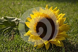 Vibrant sunflower on the ground photo