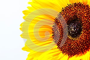 Vibrant Sunflower and Stamen Centre