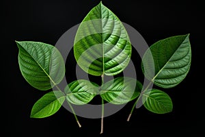 Vibrant Three green leaves. Generate Ai