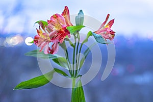 Vibrant tiger lily flowers in foreground of blue twlight soft focus cityscape