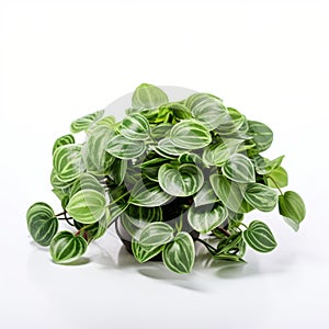 Vibrant Toyism: Peperomia Plant On White Background photo