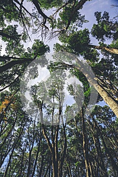 Vibrant tree canopy illuminated by a warm sunbeam, providing a picturesque backdrop