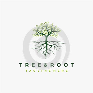 Vibrant tree logo design, tree and root vector. Tree of life logo design inspiration