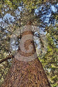 Vibrant Tree Trunk Looking Up