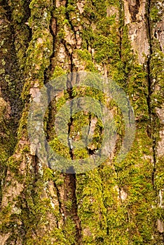 Vibrant tree trunk with a thick layer of lush green moss coating its brown bark