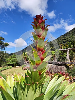 Vibrant tropical bromeliad flower red green