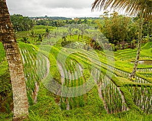 Vibrant Tropical Landscape with Rice Field Terraces and Majestic Trees