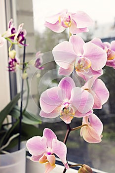 A vibrant tropical pink and peach orchid flower, floral background. Beautiful home bouquet of Thailand Orchid in the interior. Sel