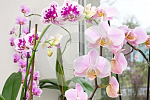 A vibrant tropical pink and peach orchid flower, floral background. Selective soft focus. Orchids on the window. Beautiful home bo