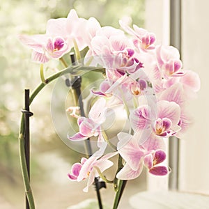 Vibrant tropical purple and white orchid flower, vintage square floral background. Orchids on the window. Beautiful home bouquet o