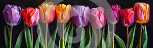 Vibrant Tulip Blooms in a Garden - Beautiful Spring Flowers for Your Designs