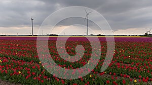 Vibrant tulip field with a mix of red and purple flowers under a cloudy sky, with wind turbines in the background, showcasing