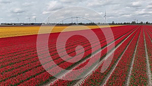 Vibrant tulip fields with red and yellow flowers under a cloudy sky, showcasing the beauty of agricultural floriculture and