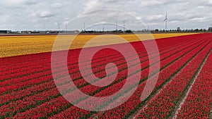 Vibrant tulip fields with rows of red and yellow flowers under a cloudy sky, with wind turbines in the background, showcasing