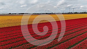 Vibrant tulip fields with rows of red and yellow flowers under a cloudy sky, with wind turbines in the background, showcasing